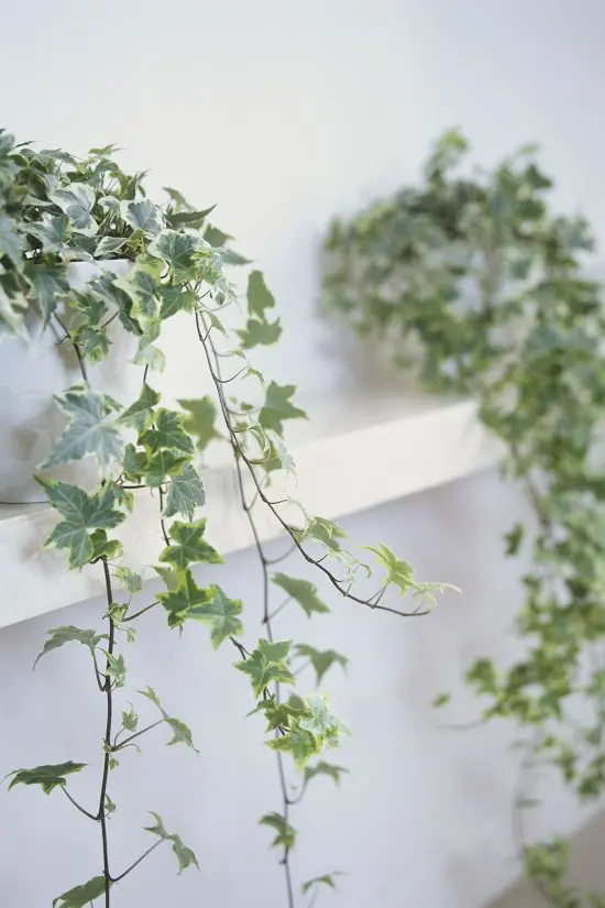 Types of Ivy Houseplants