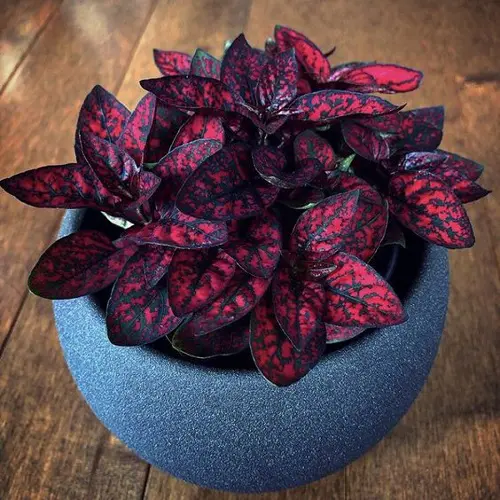 Polka Dot Print Houseplants 4