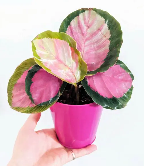 Rose Color Houseplants 3