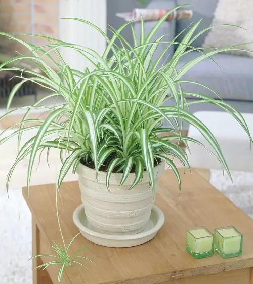 Plantas que aumentan la humedad en interiores 10