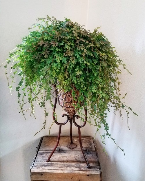 Indoor Plants with Fanciful Cut Foliage 12