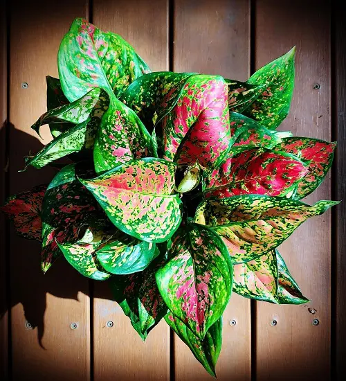 Polka Dot Print Houseplants 3