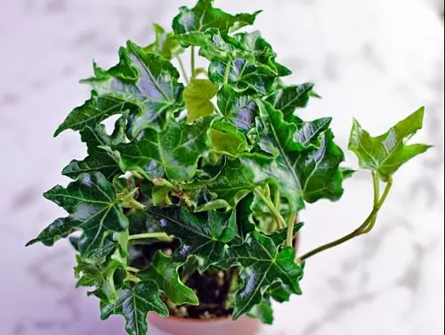 Types of Ivy Houseplants 4
