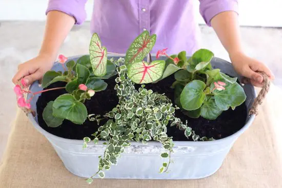 Houseplant Combinations 6