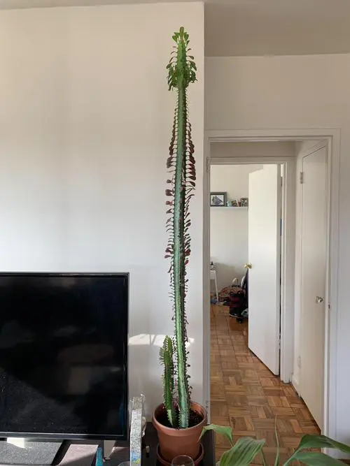 Fast Growing Indoor Plants that Grow Tall 4