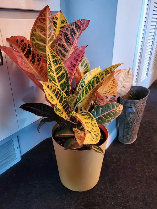 Bronze Leaf Houseplants 4