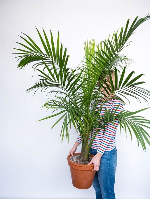 Best Large Indoor Plants 4
