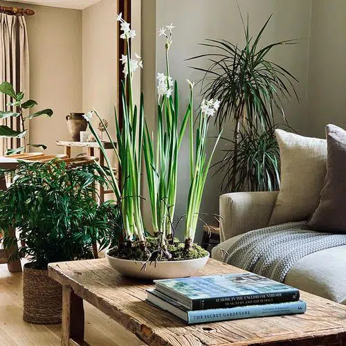 Houseplants that are Literally Fragrant Air Fresheners 4