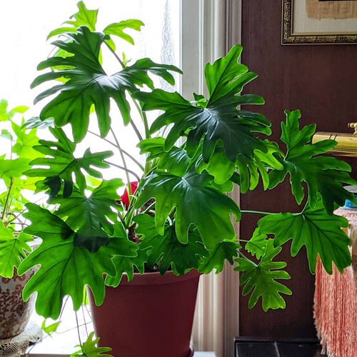 Indoor Plants with Fanciful Cut Foliage 15