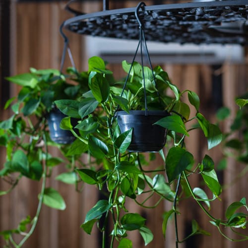 Most Effective CO2 Absorbing Houseplants Proven by Science 4