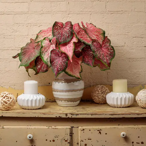 Rose Color Houseplants 5