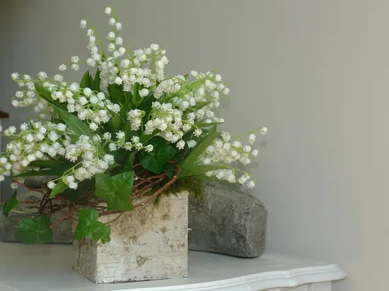 Indoor Plants with White Flowers for your house