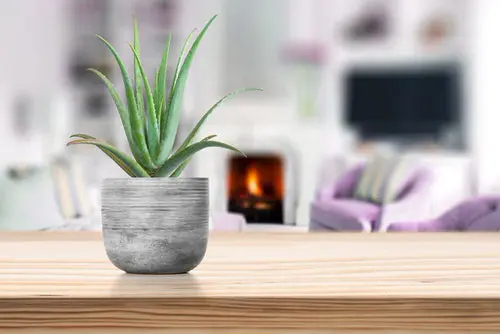Easy-Peasy Houseplants 5