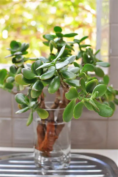 Indoor Plants you can Grow from Cuttings 5