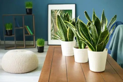 Most Attractive Houseplants for Decorative Purpose 5