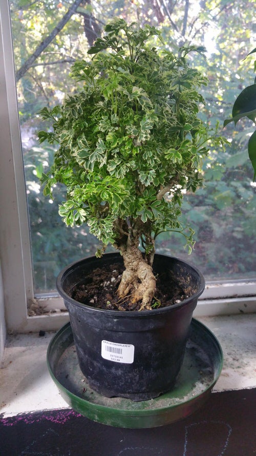Best Tall Houseplants with Patterns 5
