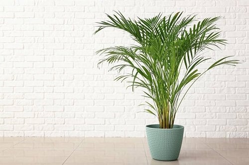 Best Large Indoor Plants 5