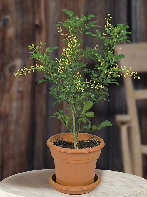 Houseplants that are Literally Fragrant Air Fresheners 5