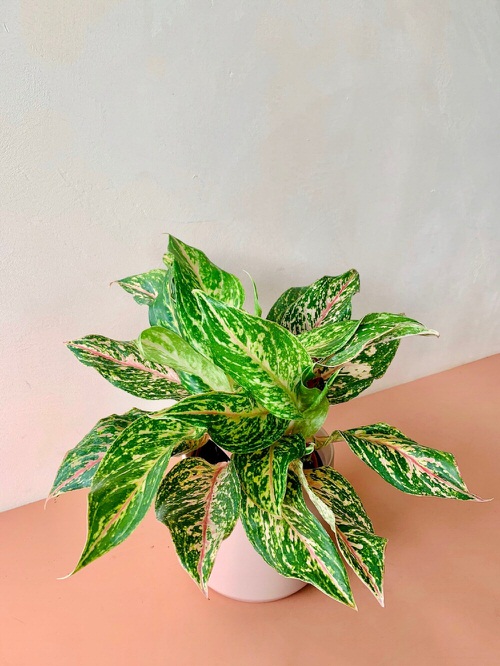 Most Colorful Aglaonemas 2