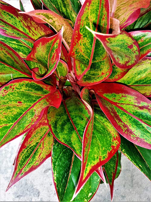 Most Colorful Aglaonemas 3