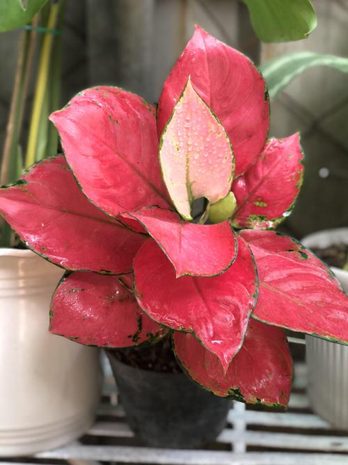 Most Colorful Aglaonemas 6