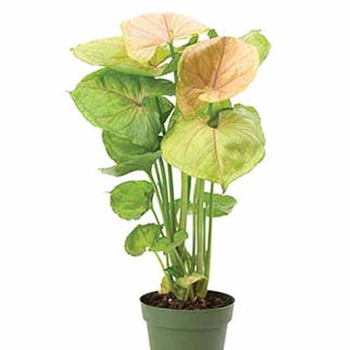 A green plant pot with an arrowhead vine of the 'Mango Allusion' variety, a tall plant with light green and light pink leaves on a white background.