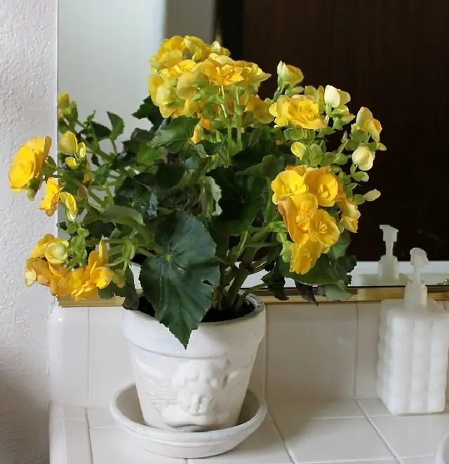 begonia-easy-care