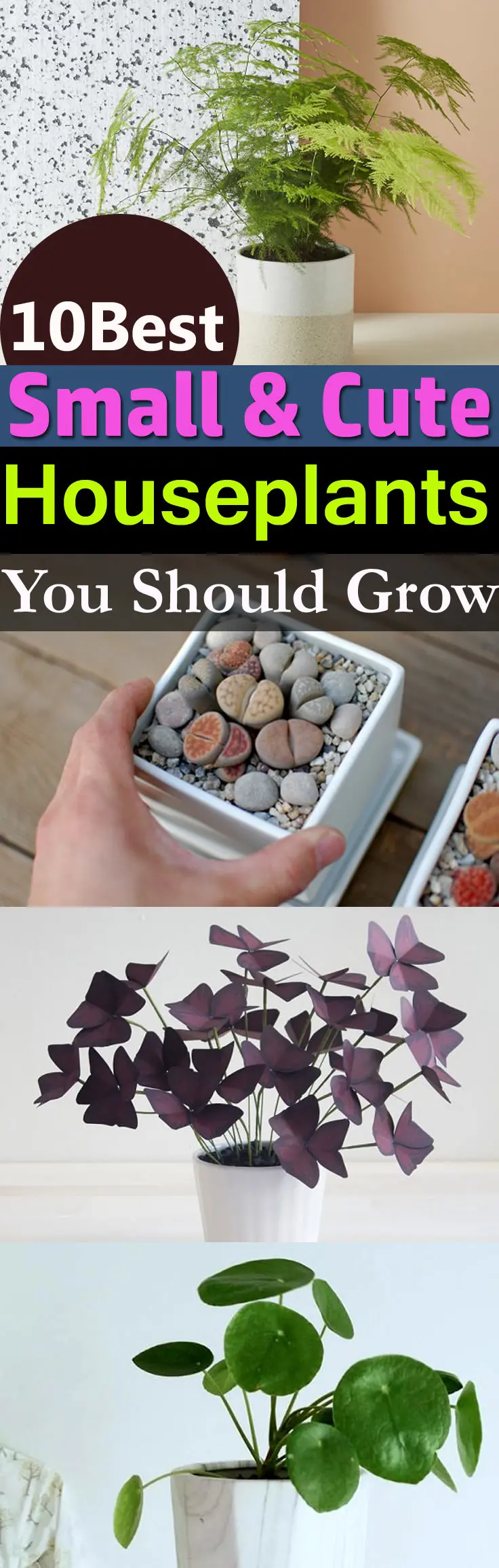 These 10 Small Indoor Plants are easy to grow, take a little space, and add more appeal to the interior!