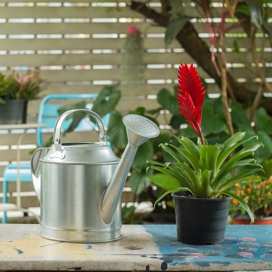 tropical indoor plants
