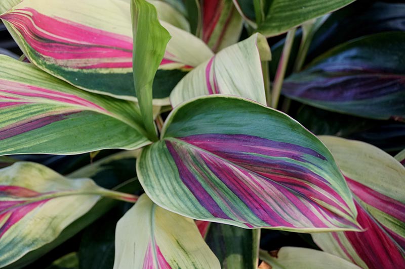 A close up of the variegated leaves of the Cordyline fruticosa plant, on a soft focus background.