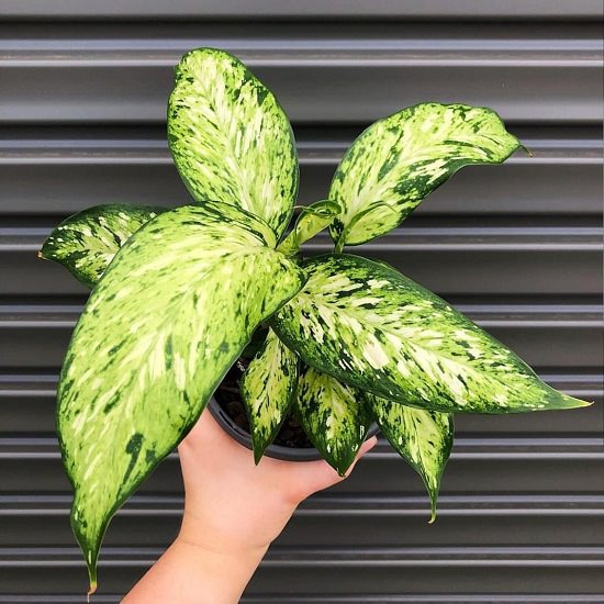 Golden Houseplants 10