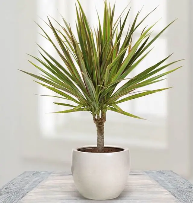 dracaena