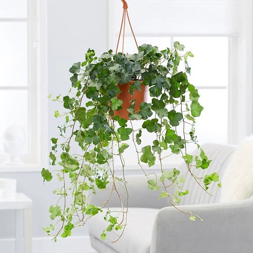 Best Indoor Plants for East Facing Windows 12