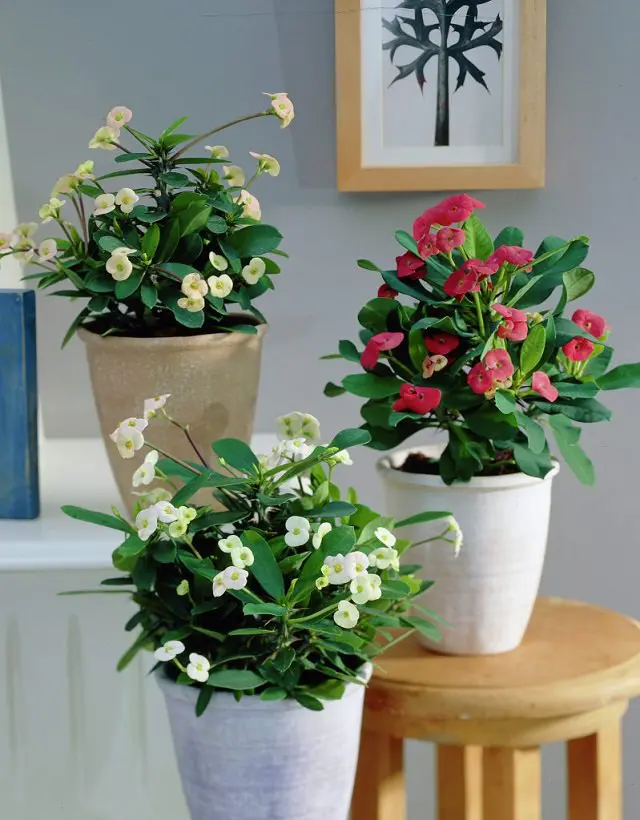 Euphorbia milia