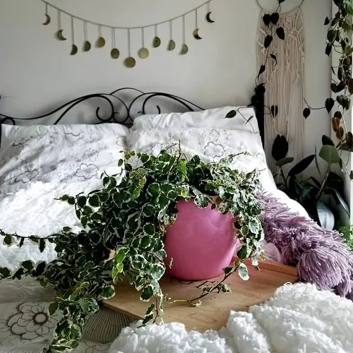 Best Indoor Vines & Climbers 4