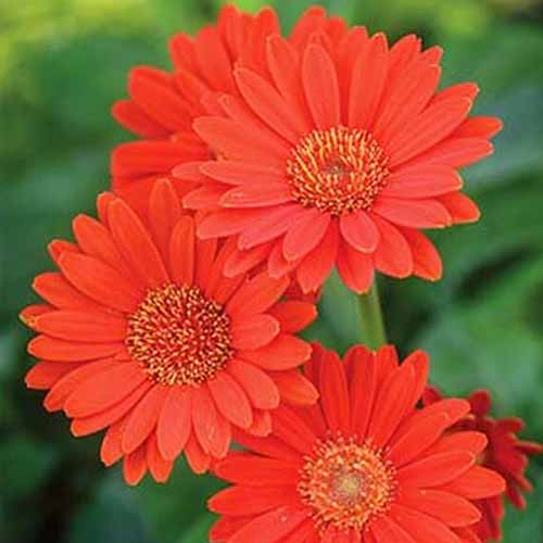 A close up of bright red gerbera 'Garvinea Sweet Glow' flowers with delicate petals contrasting with the soft focus green background.