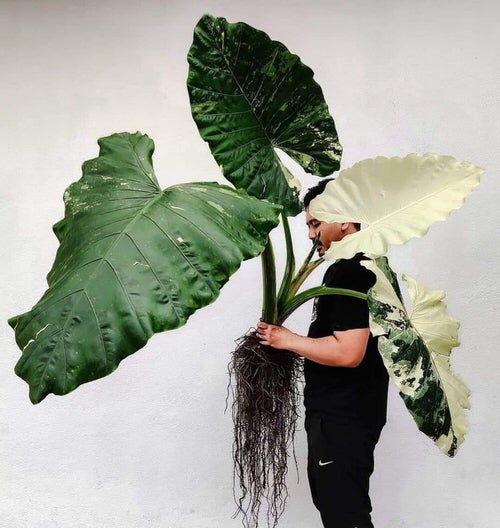 Hojas de plantas más grandes que tu cabeza 8