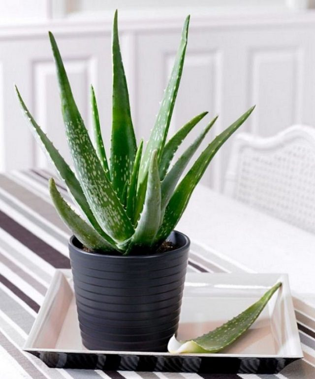 grow-aloe-vera-in-bedroom-for-restful-sleep