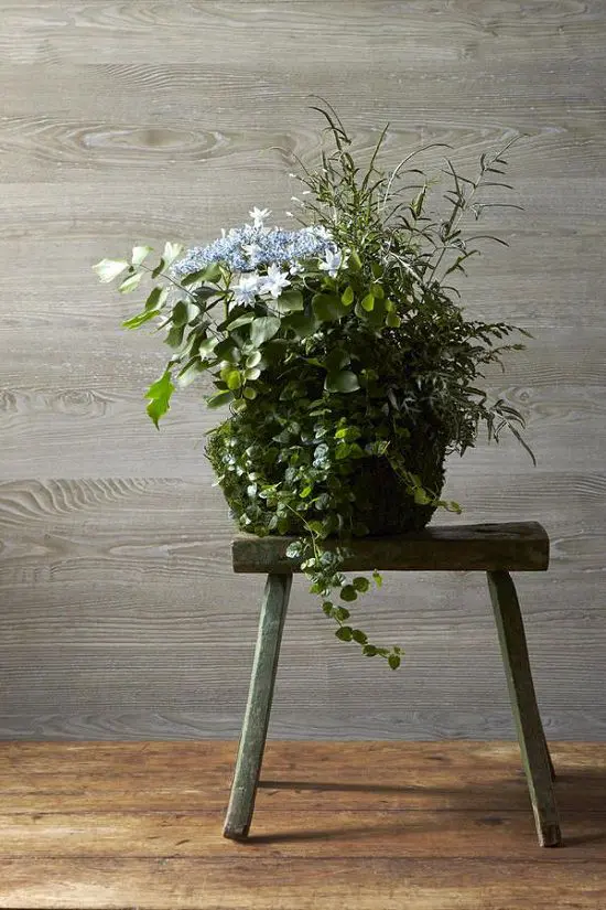 Houseplant Combinations 5