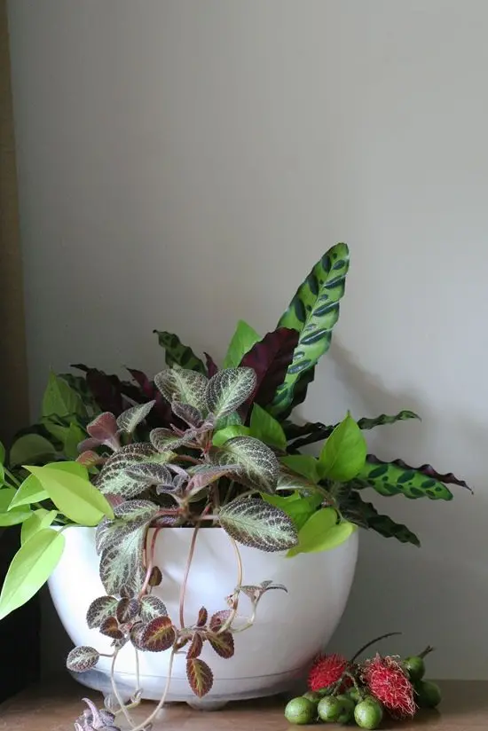 Houseplant Combinations
