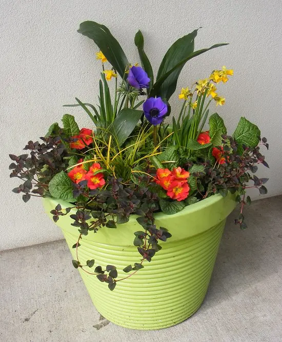 Houseplant Combinations 2