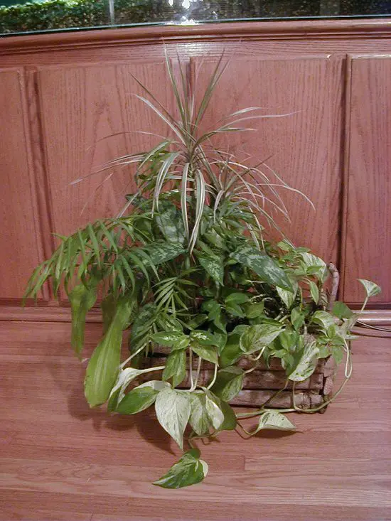 Houseplant Combinations 3