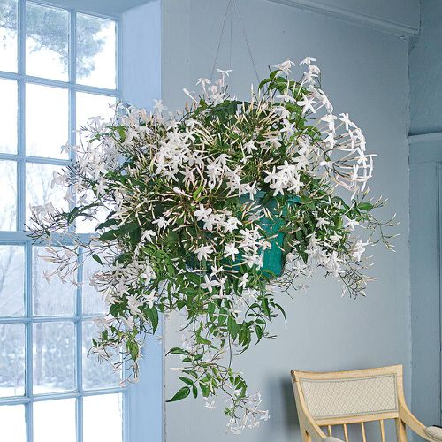 Houseplants that are Literally Fragrant Air Fresheners