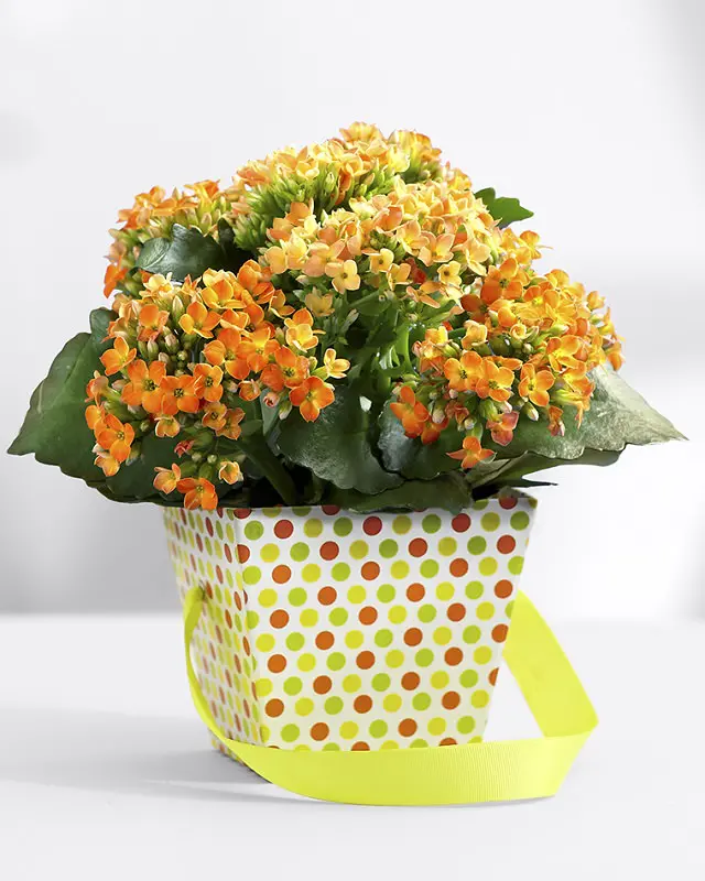 Kalanchoe-low-maintanence-2