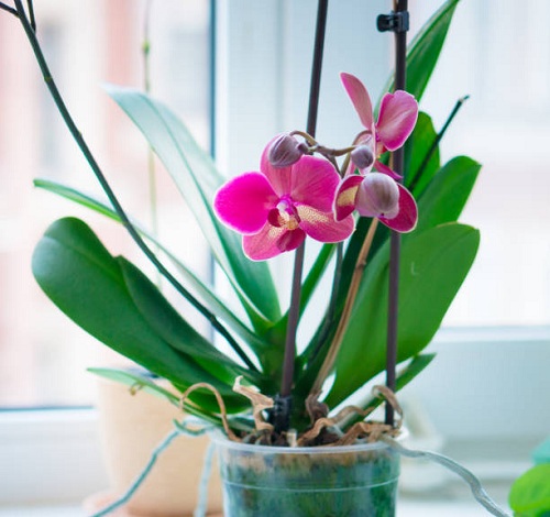 Best Indoor Plants for East Facing Windows 8