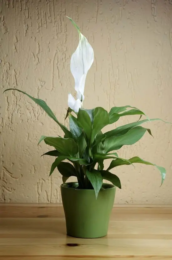Fast Growing Indoor Plants 14