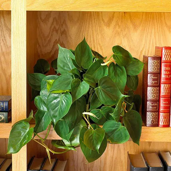 Philodendrons