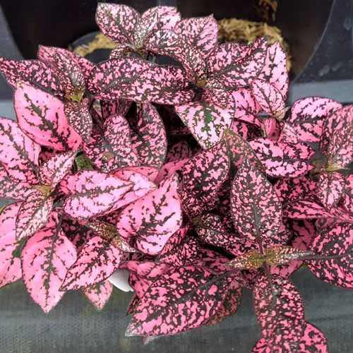 A close up of the polka dot plant 'Splash Select' variety with two tone leaves in bright pink and brown on a soft focus background.