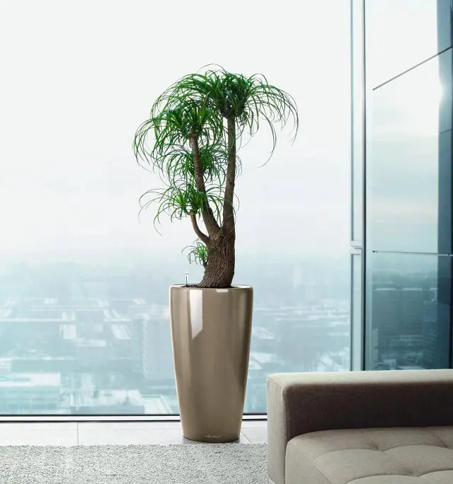 ponytail-palm-easy-care