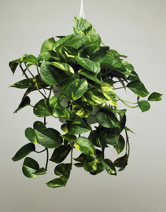 Fast Growing Indoor Plants
